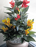 plants